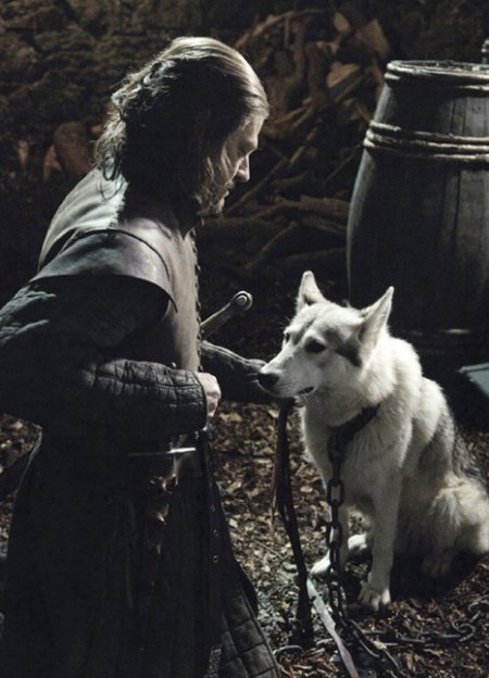 Звезда "Игры престолов", Софи Тернер, стала хозяйкой собаки, которая играла ее лютоволчицу Леди